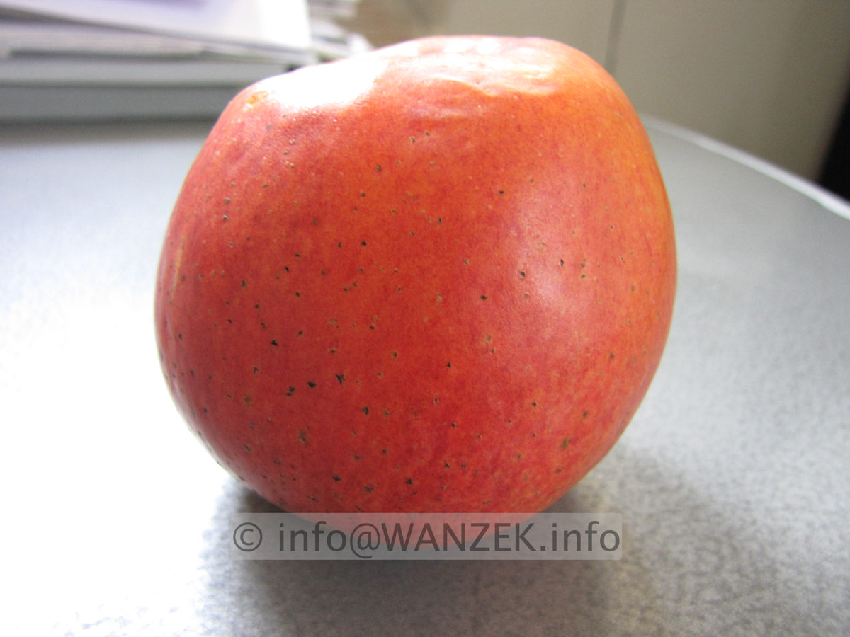 Apfel Alkmene 06.JPG
